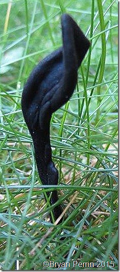 Growing from moss and grass as soft as baby hair