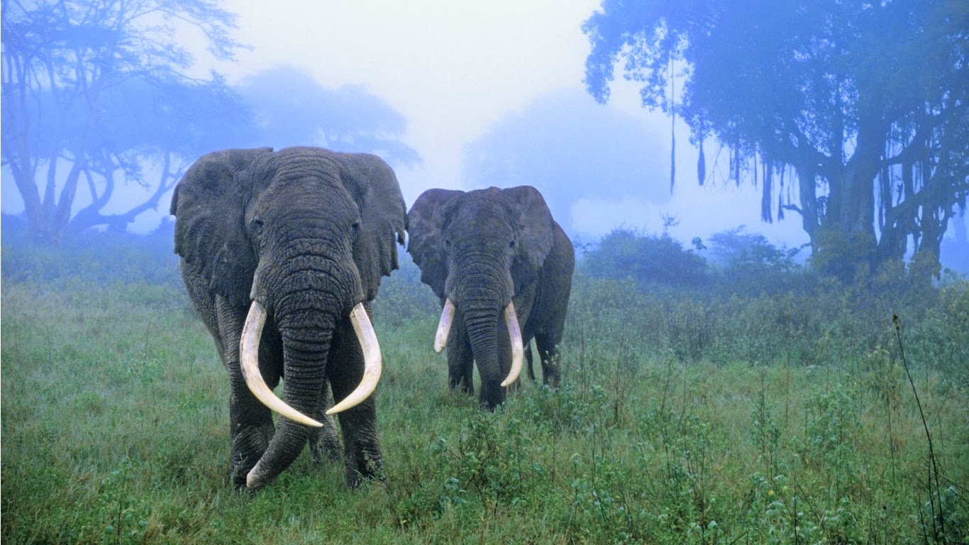 African Bush Elephant HD Wallpapers