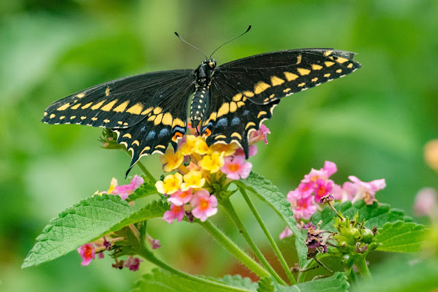 Black Swallowtail, Heard Natural Science Museum & Wildlife Center