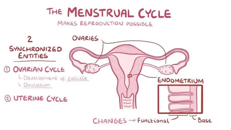 Top Sustainable Period Products You Need to Try This Year, Menstrual health, Understanding Period Poverty in 2024, Period-Proof Underwear,⁦how to stop
