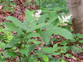 false Solomon's seal