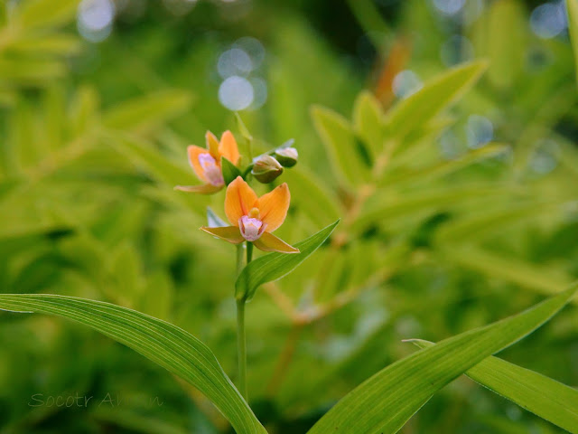 Epipactis thunbergii