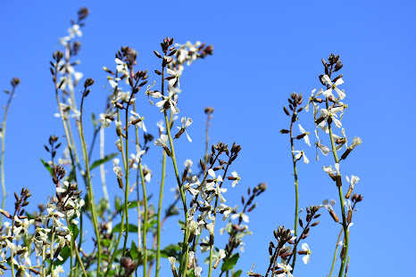 white wildflowers against blue sky