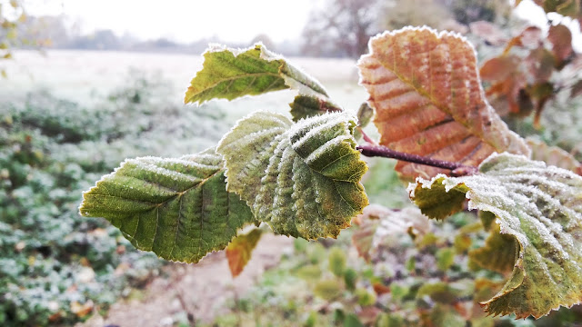 Project 366 2016 day 313 - Cold and frosty morning // 76sunflowers