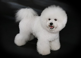 Bichon Frise-pets-dogs-dog breeds