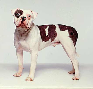 Alapaha Blue Blood Bulldog