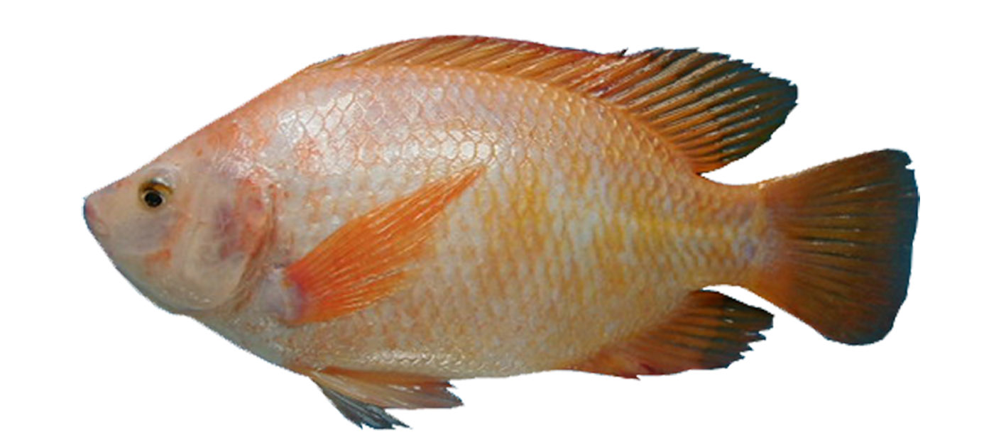  gambar Gambar Ikan Lengkap