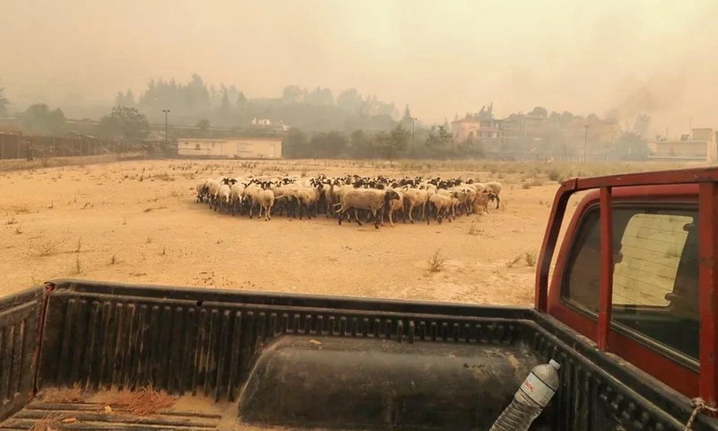 Δήμος Αλεξανδρούπολης: Συγκέντρωση ζωοτροφών για τους πυρόπληκτους κτηνοτρόφους