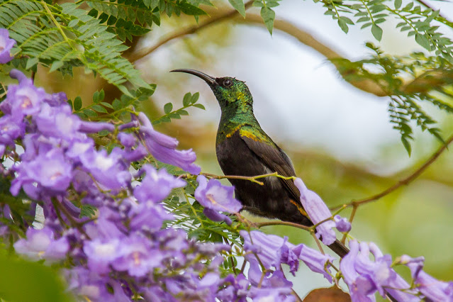 The Bronzy Sunbird: A Colorful Wonder of the Avian World