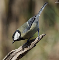 Carbonero común (Parus major)