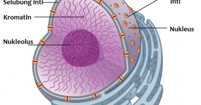 Struktur dan Fungsi Nukleus Biologi Edukasi Belajar 