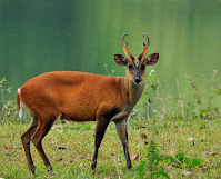 Picture of Barking Deer found in Goa