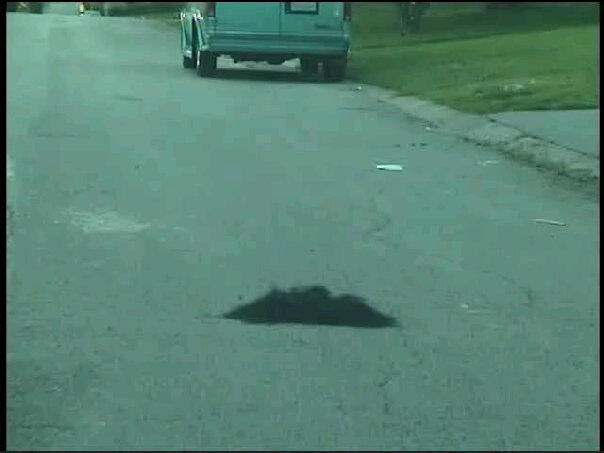 Dead Cat In Road. Dead cat or weave?