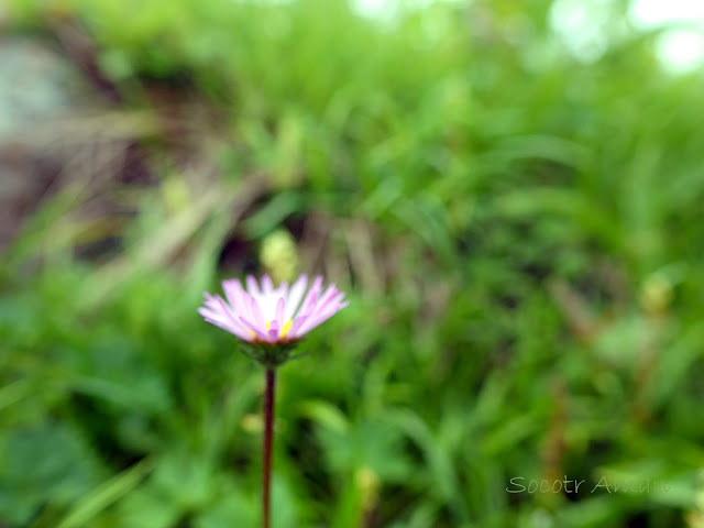 Erigeron thunbergii