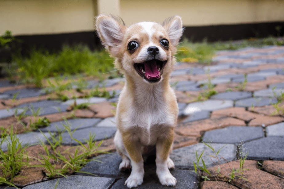 Why Do Chihuahuas Shake So Much?