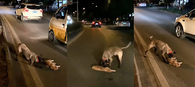 Perro intenta salvar a un gato que fue atropellado por un coche