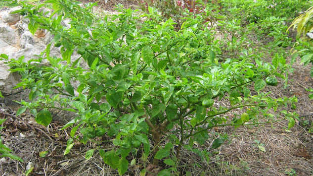 Large scotch bonnet pepper tree with green scotch bonnet peppers on it
