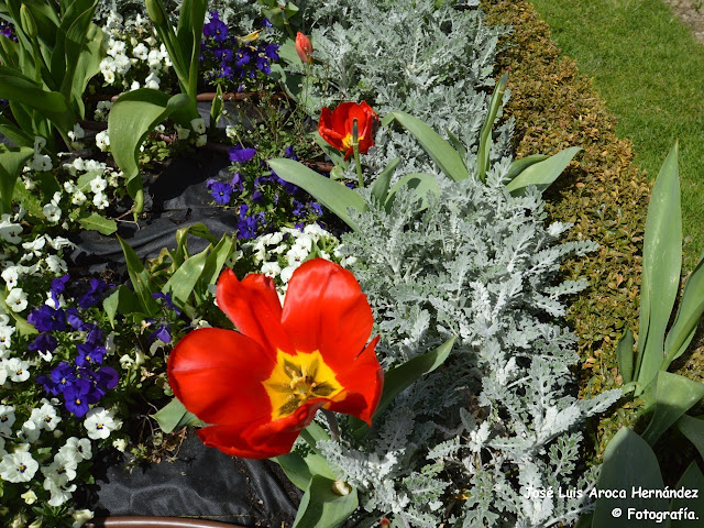 Tulipanes.
