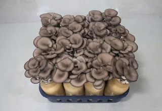 Buy Mushroom Spawn in Maharashtra