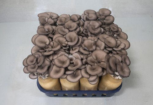 Buy Mushroom Spawn in Maharashtra | Mushroom spawn supplier | Biobritte mushroom spawn center