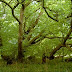 Most Spreding tree in UK | Corsham Court Oriental plane