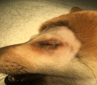 小小柴犬經台南啄木鳥動物醫院診治後，終於找到原因：先天眼瞼開孔太小引起的眼瞼內翻！