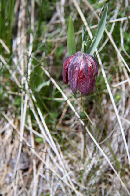 Schachbrettblume Valle Maira Ligurische Alpen