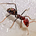 هل تعلم ماذا يحدث للنمل عندما يموت؟