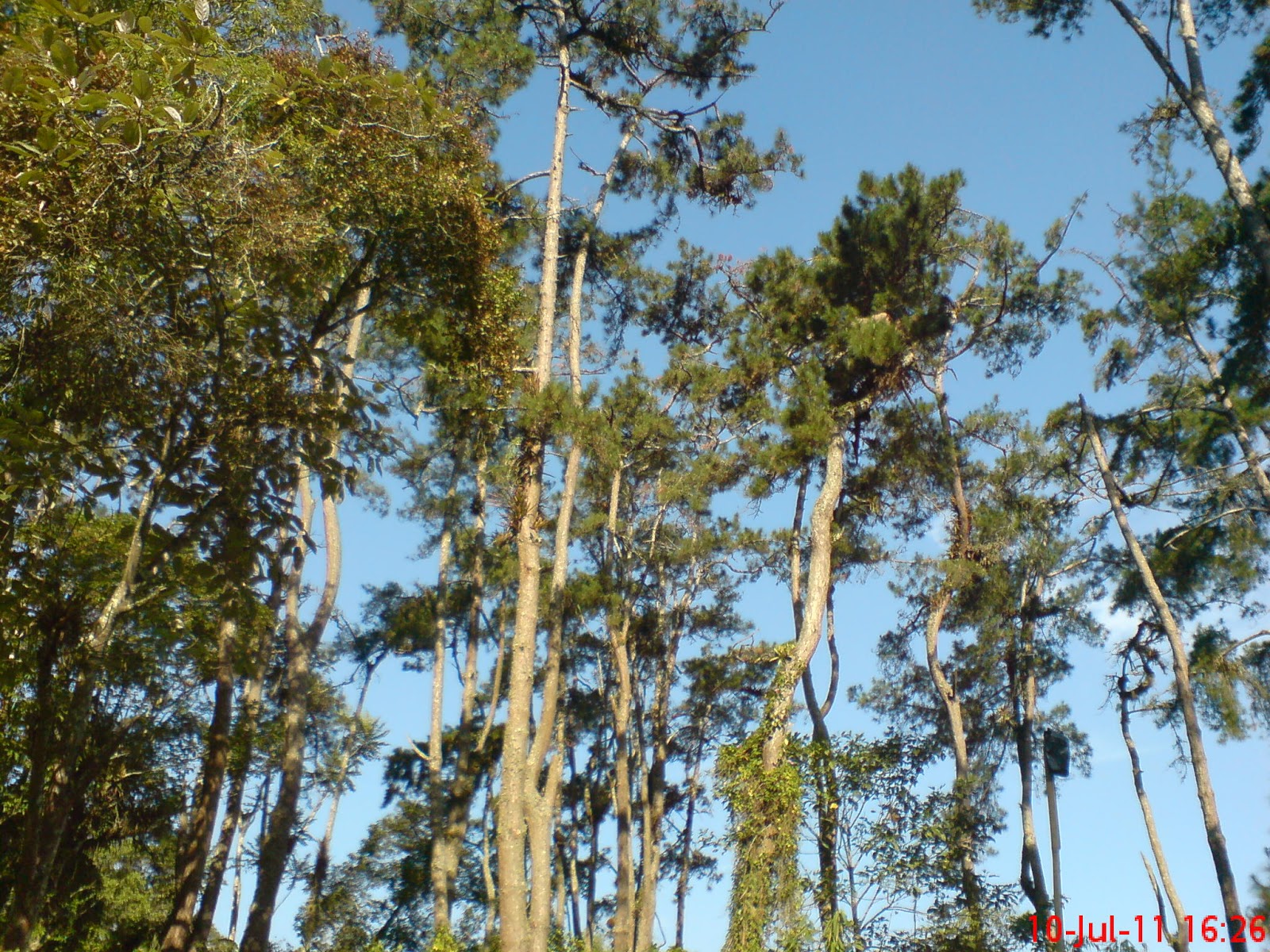 isengaja Hanya Gambar Pohon Pinus Aja