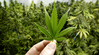 http://ici.radio-canada.ca/nouvelle/1024007/etudiants-revendique-revenus-legalisation-cannabis-reinvestis-sante-mentale