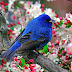 Blue Bird - Sialia