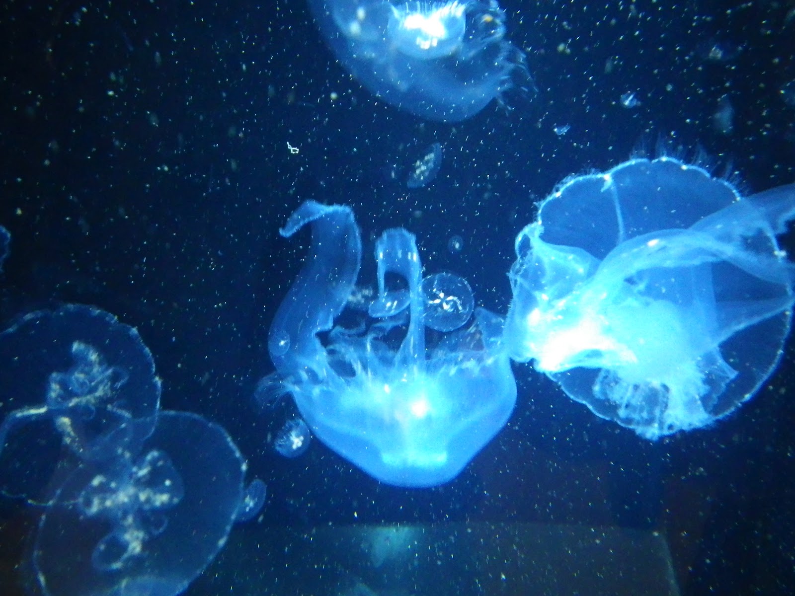 日々是遊戯 鶏肉三昧也 加茂水族館 世界一のクラゲ水族館