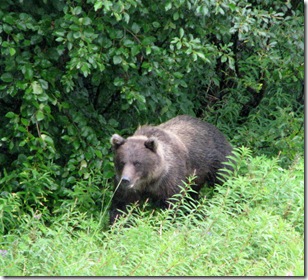 1st Brown Bear 8-16-2011 11-21-23 AM 2009x1827