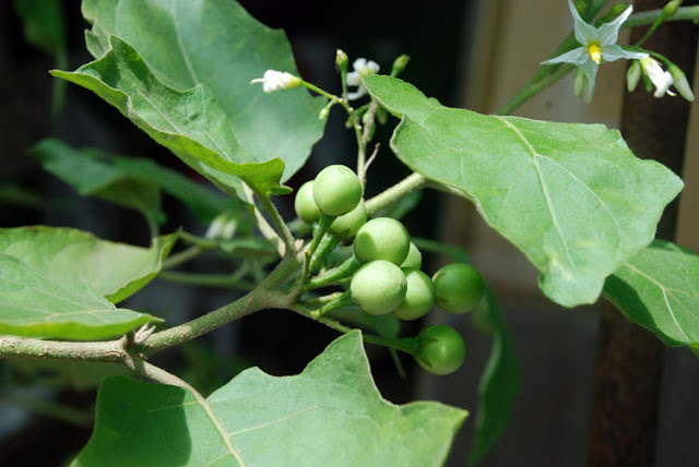 Apa khasiat buah takokak