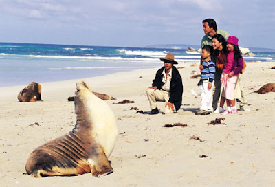 Seal Bay, Kangaroo Island 