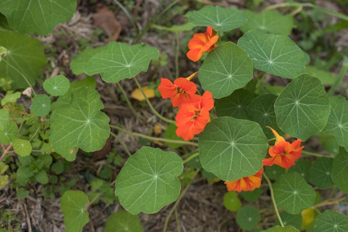 orange nasturtium