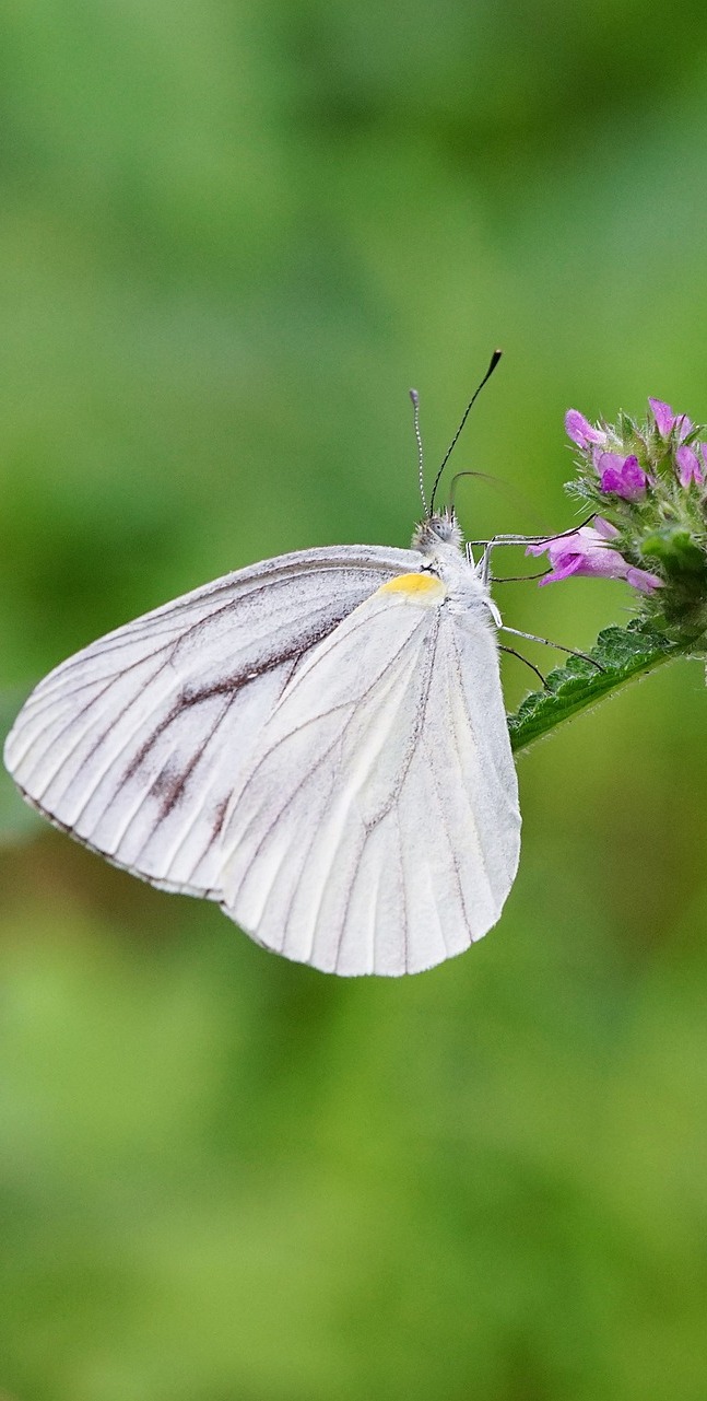 A lovely white butterfly.