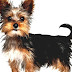 Yorkshire Terrier - Yorkie Dog