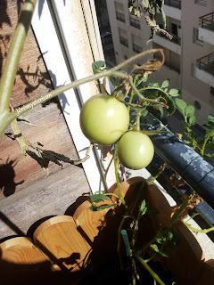 Jeunes tomates en fin de saison (ou hors saison)