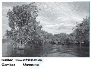 Mangrove.jpg