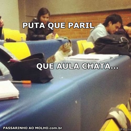 gato na faculdade, puta que pariu, gato