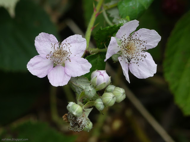 invasive thorny thing