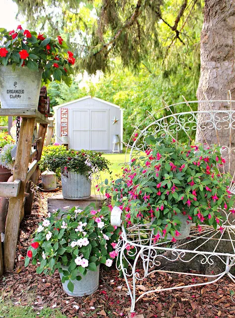 Photo of fuchsias and impatiens in a junk garden under a tree.