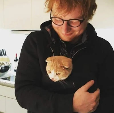 Ed Sheeran and his Scottish Fold