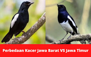 perbedaan-kacer-jawa-barat-dengan-kacer-jawa-timur