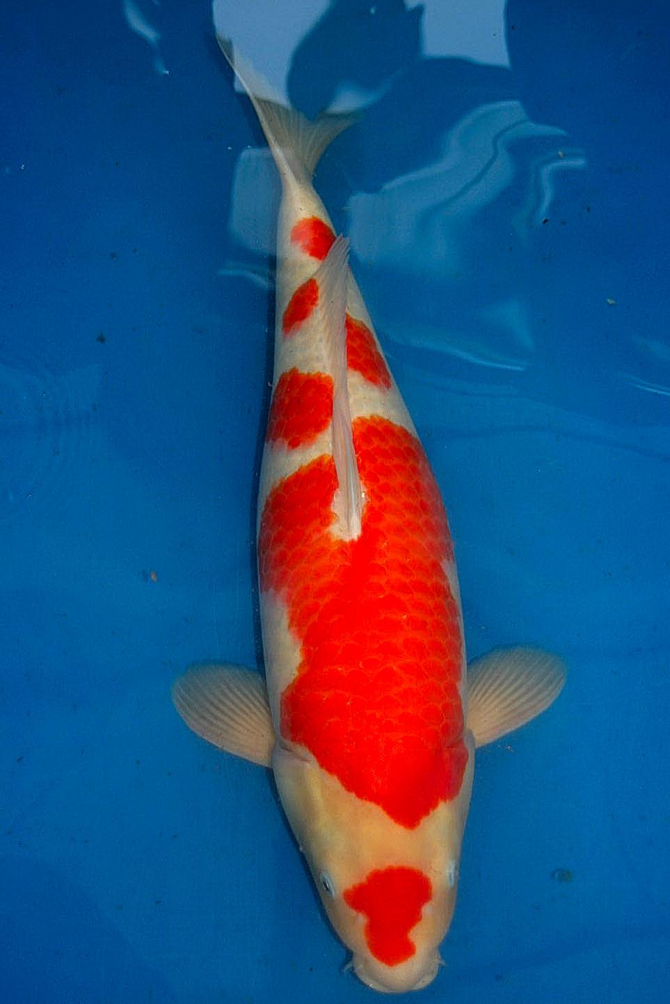 BEST KOI: HIGH GRADE KOI (from Oishi Koi Farm) FOR SALE
