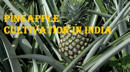 अनानास ki kheti : Pineapple cultivation in india