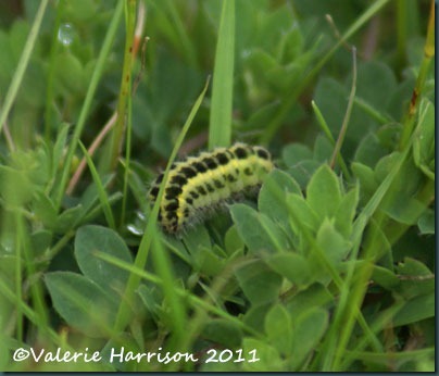 31-burnet-caterpillar