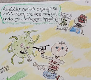 The SARS-CoV-2 virus needs a human proprotein, furin, to correctly position its spike protein at the S1/S2 boundary before it can invade a cell.