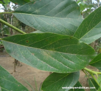 tulang daun alpukat menyirip